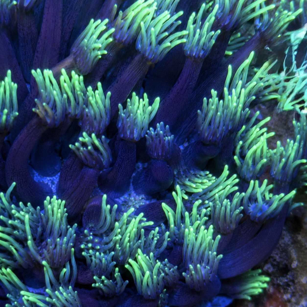 coralSLover | FREE Coral for All Orders. Buy 3 get 1 FREE Coral